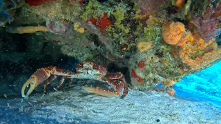 Underwater photograph by Joel Bergsma
