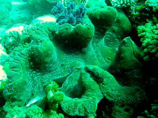 Giant Clam embedded in the reef wall.