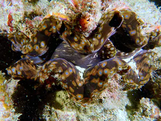Underwater photograph by Joel Bergsma