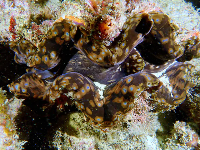 Underwater photograph by Joel Bergsma