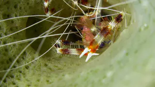 Banded Coral Shrimp