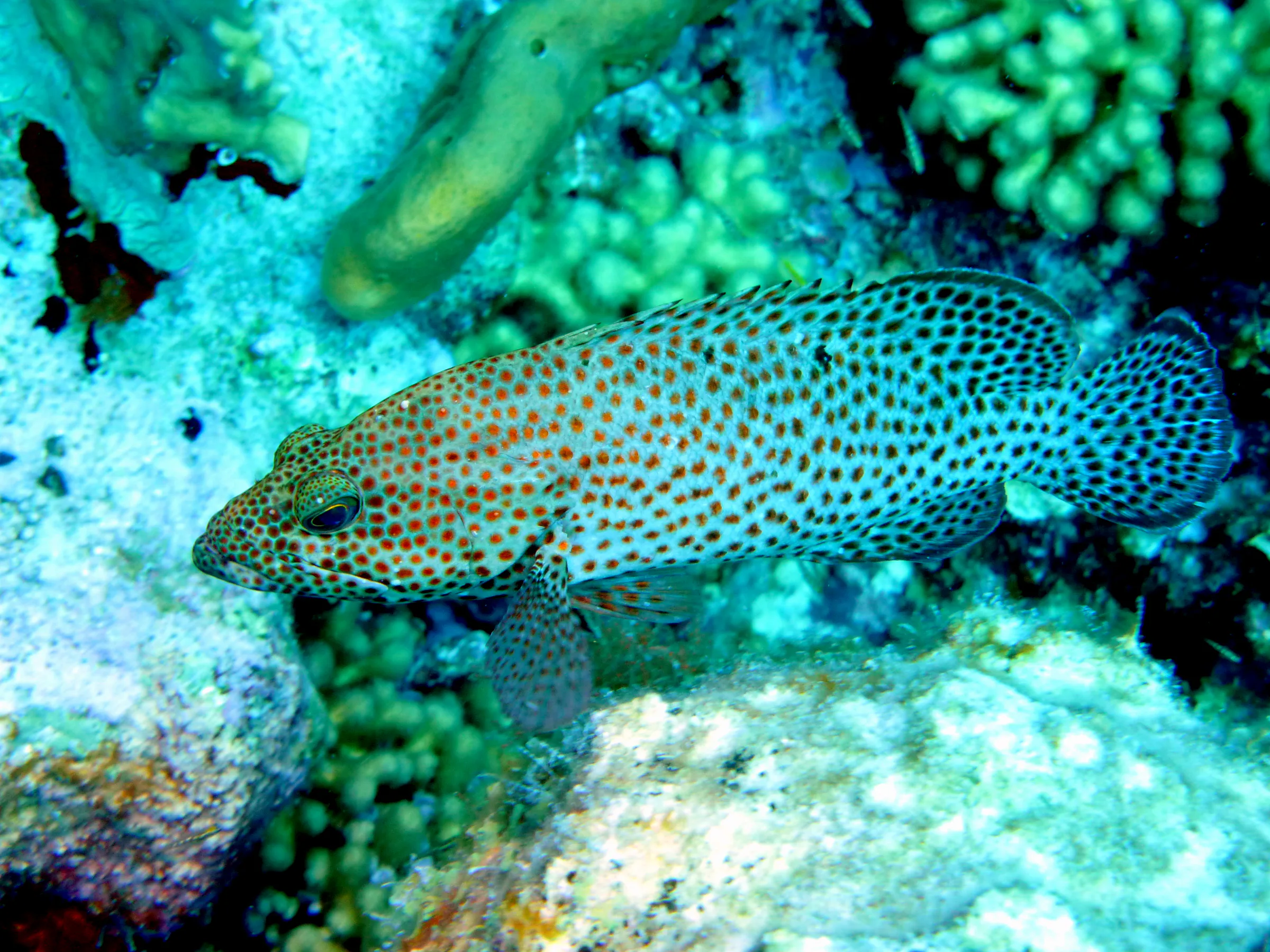 Graysby Grouper, Bonaire, 2013