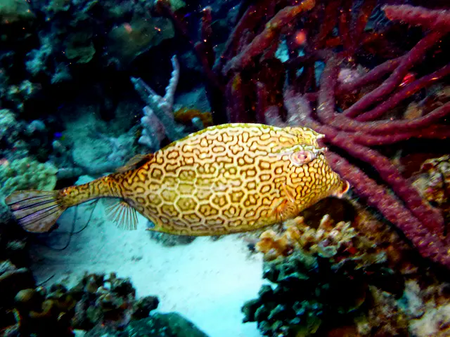 Underwater photograph by Joel Bergsma