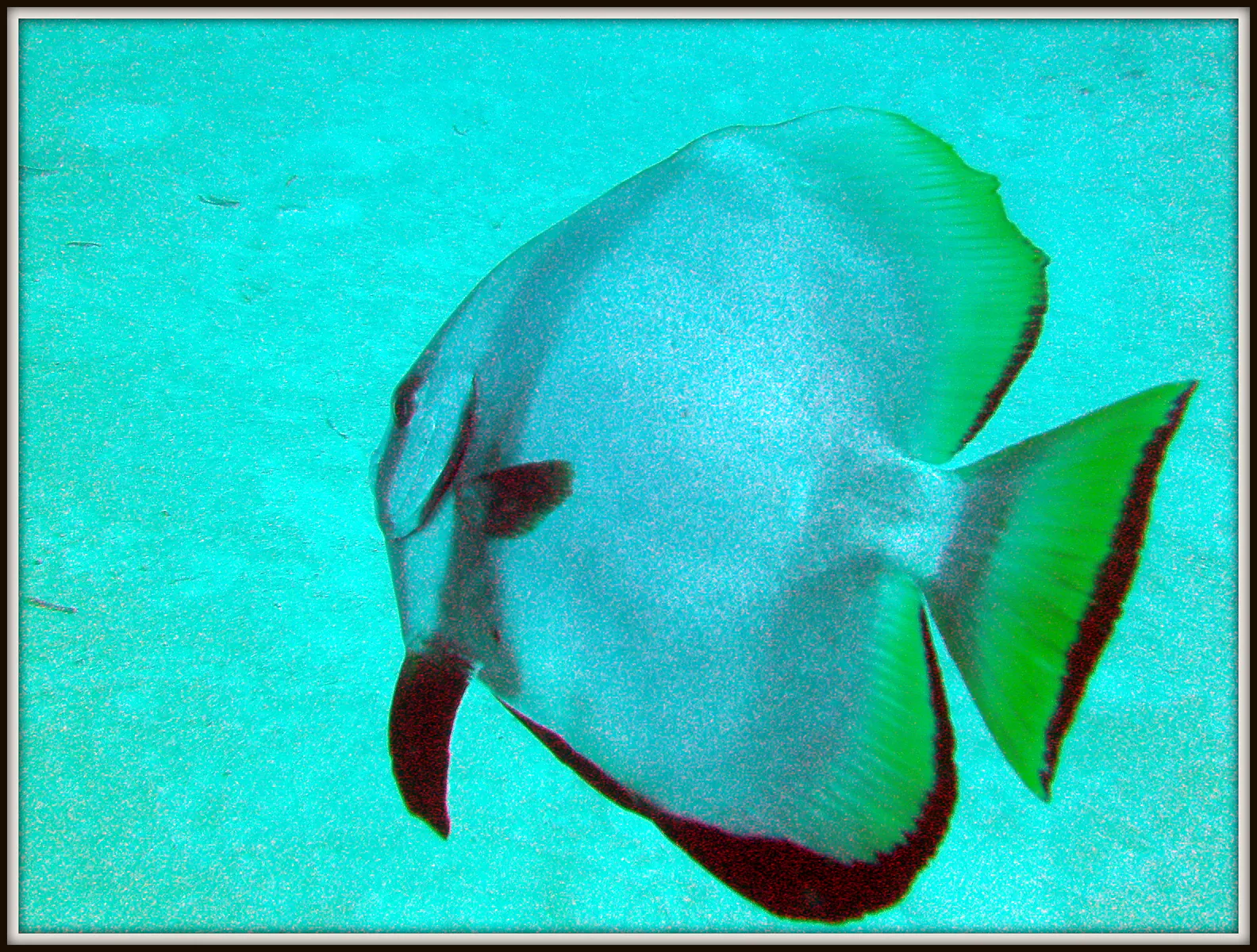 Spadefish. See Gerald Allen, et al, Reef Fish Identification - Tropical Pacific (2003) at page 42.