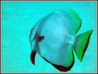 Spadefish. See Gerald Allen, et al, Reef Fish Identification - Tropical Pacific (2003) at page 42.
