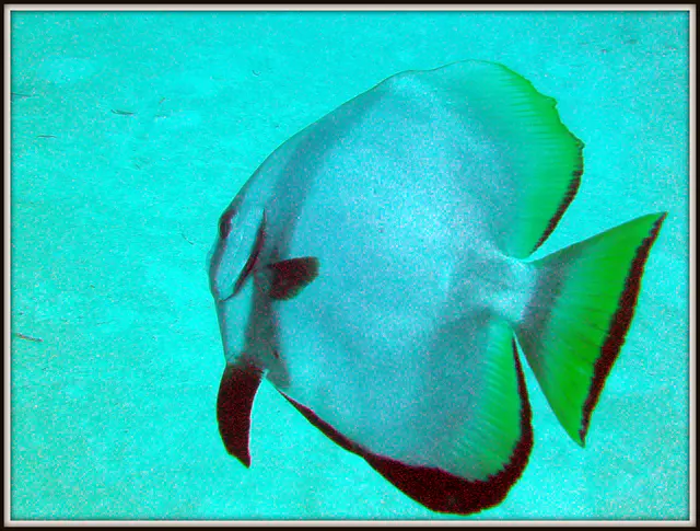 Spadefish. See Gerald Allen, et al, Reef Fish Identification - Tropical Pacific (2003) at page 42.