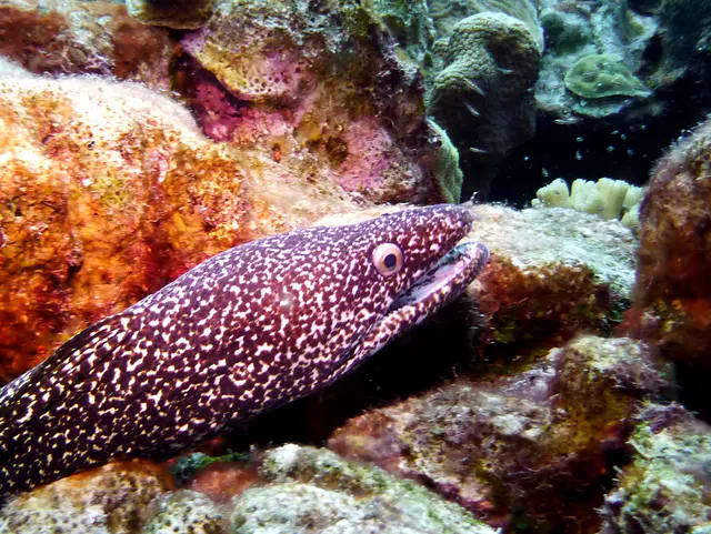 Underwater photograph by Joel Bergsma