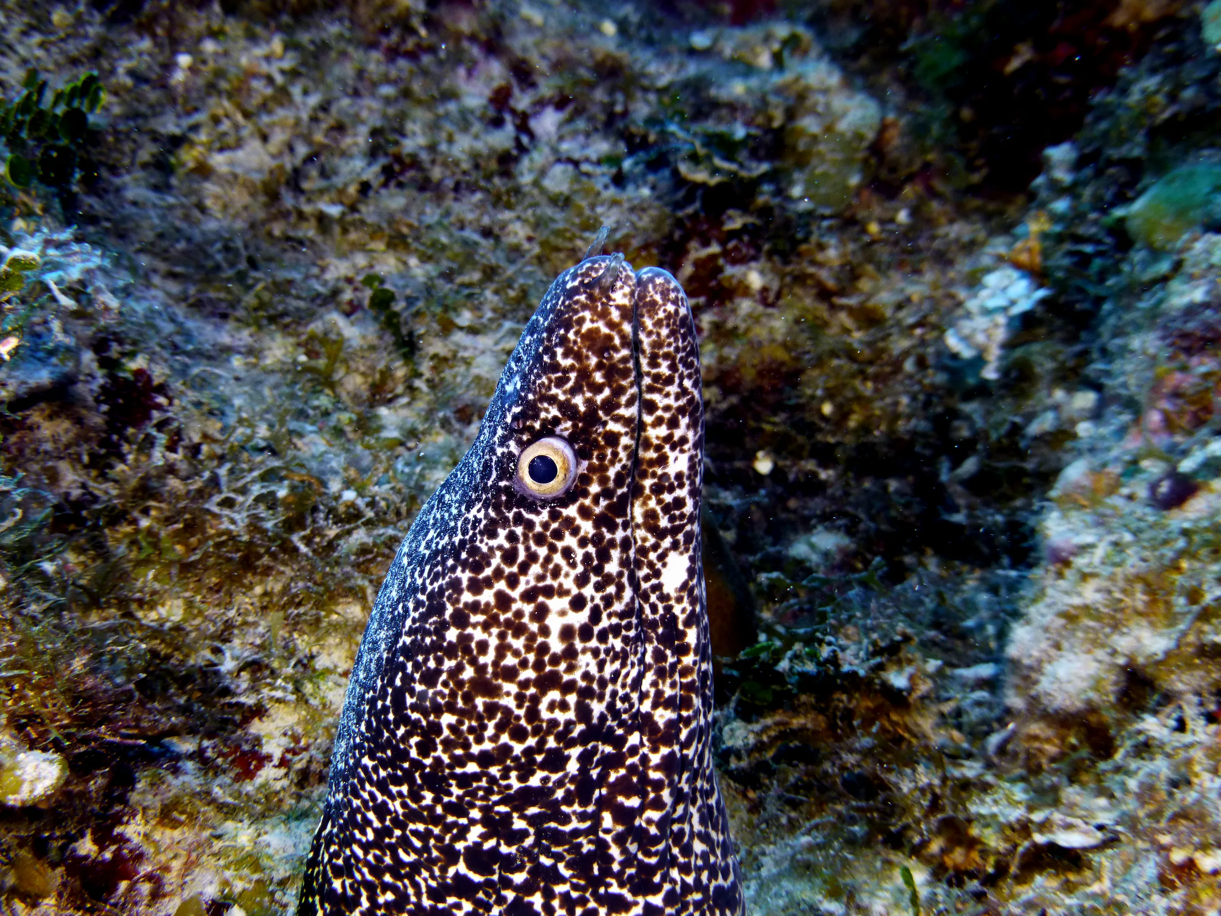 Spotted Moray Eel, Belize, 2017