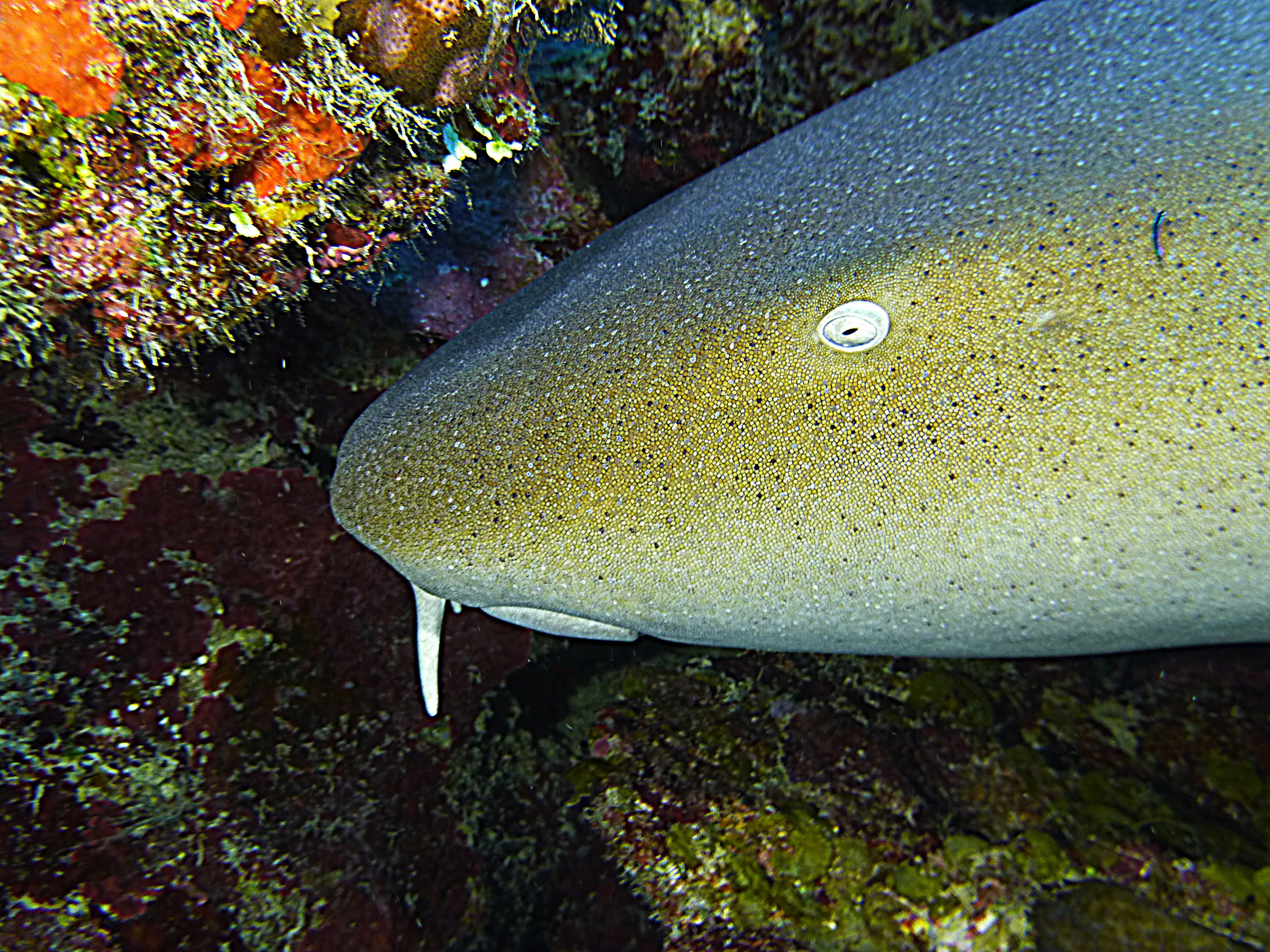 Nurse Shark, Belize, 2017