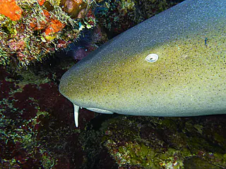 Underwater photograph by Joel Bergsma