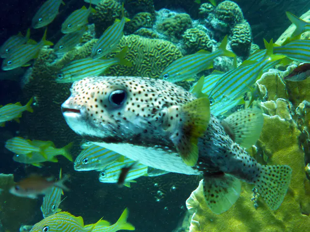 Underwater photograph by Joel Bergsma