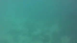 Video - Spotted Eagle Ray at Los Tintoreras, Galapagos.   I shot this video while snorkeling with my Intova Sport Pro HD, a camera similar to the Go Pro.