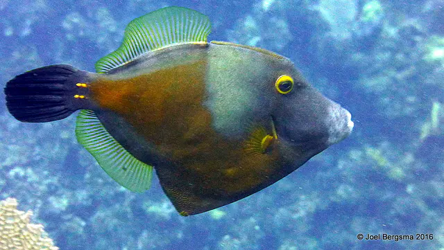 Underwater photograph by Joel Bergsma