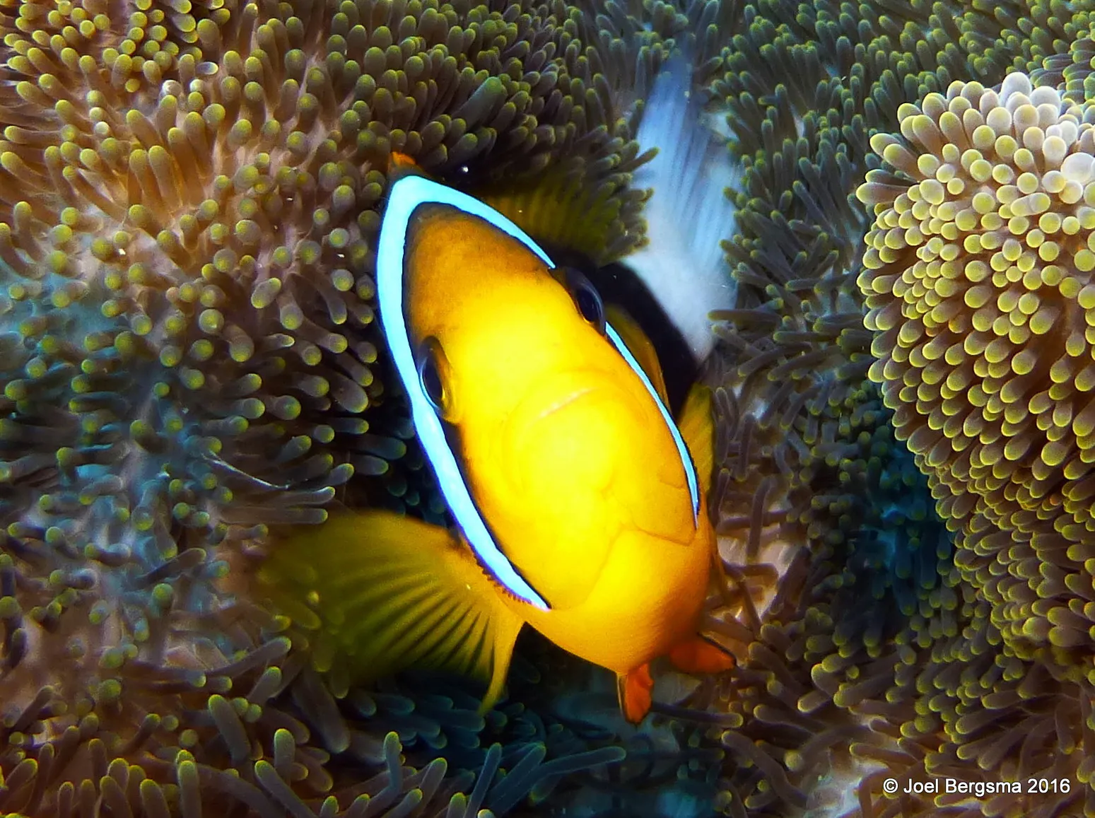 Palau underwater photograph, 2016