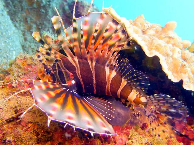 Underwater photograph by Joel Bergsma