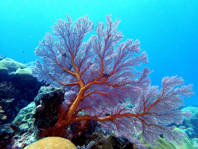 Underwater photograph by Joel Bergsma