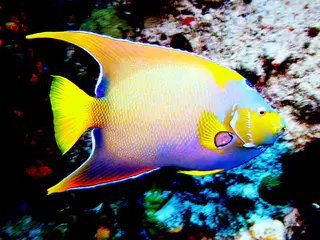 Underwater photograph by Joel Bergsma