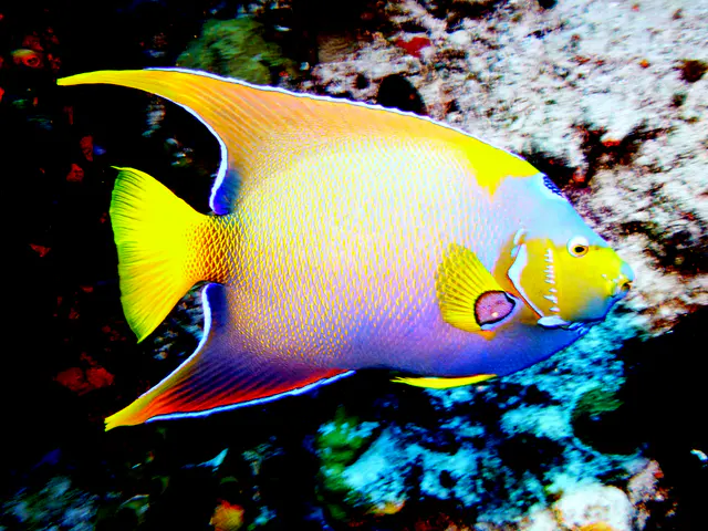 Underwater photograph by Joel Bergsma