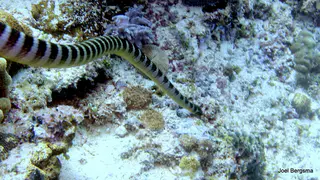 Underwater photograph by Joel Bergsma
