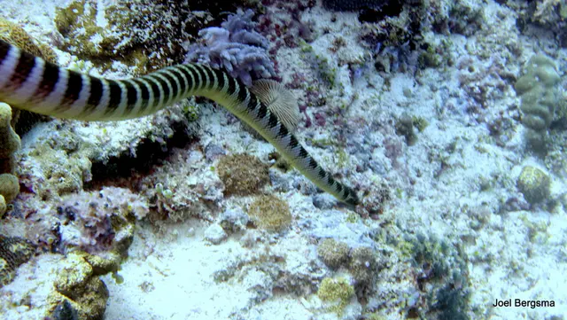 Underwater photograph by Joel Bergsma
