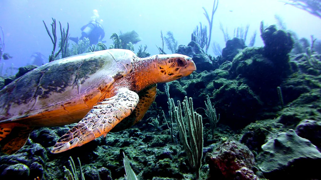 Underwater photograph by Joel Bergsma