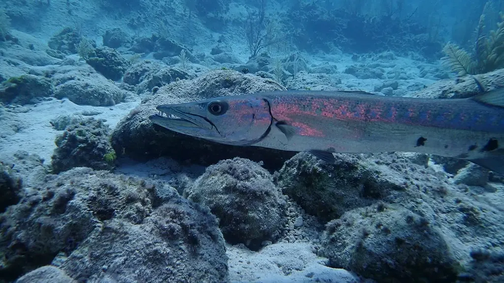 Barracuda