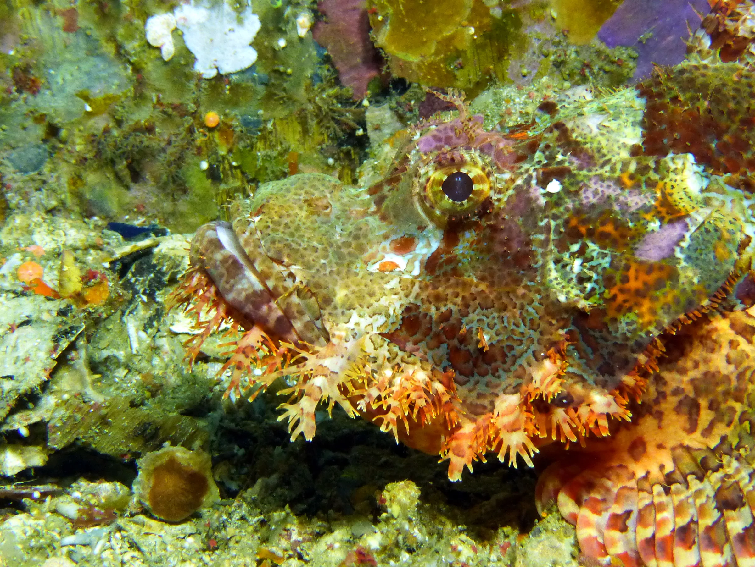 Scorpionfish, Philippines, 2014