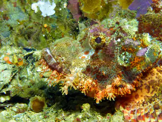Underwater photograph by Joel Bergsma