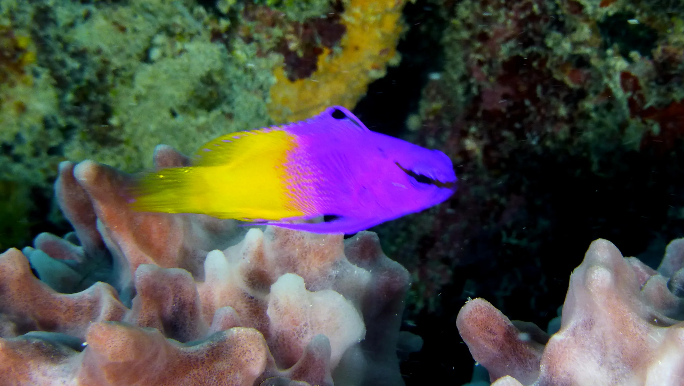 Fairy Basslet, Belize, 2017