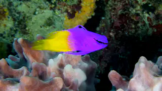 Underwater photograph by Joel Bergsma