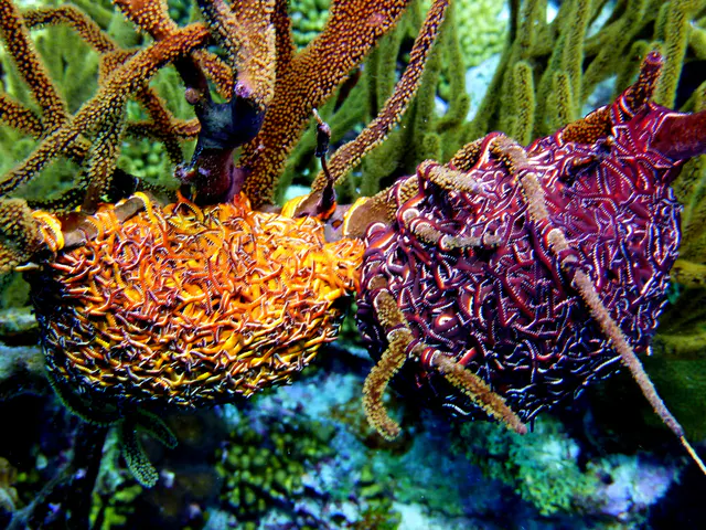 Underwater photograph by Joel Bergsma