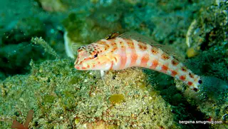 Underwater photograph by Joel Bergsma