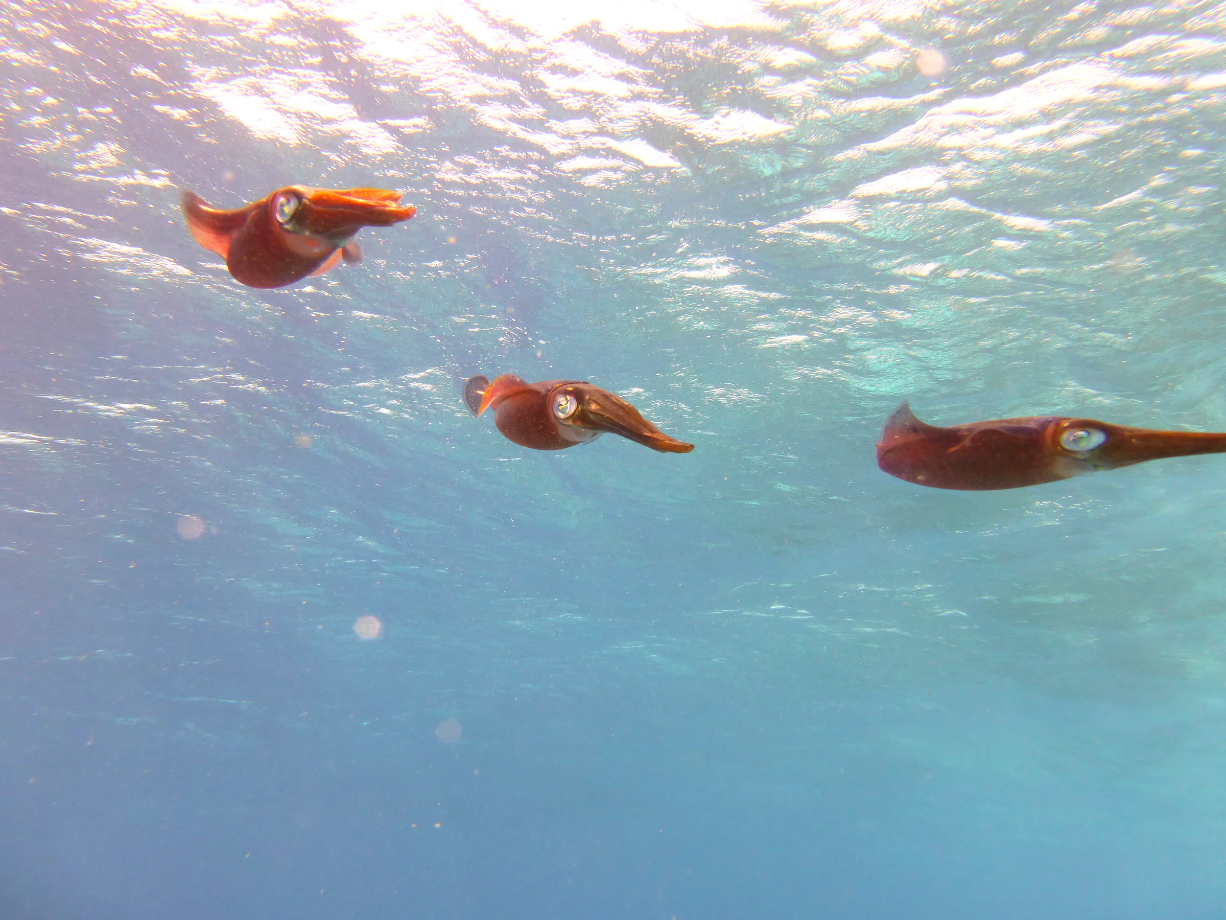 Squid, Bonaire, 2013