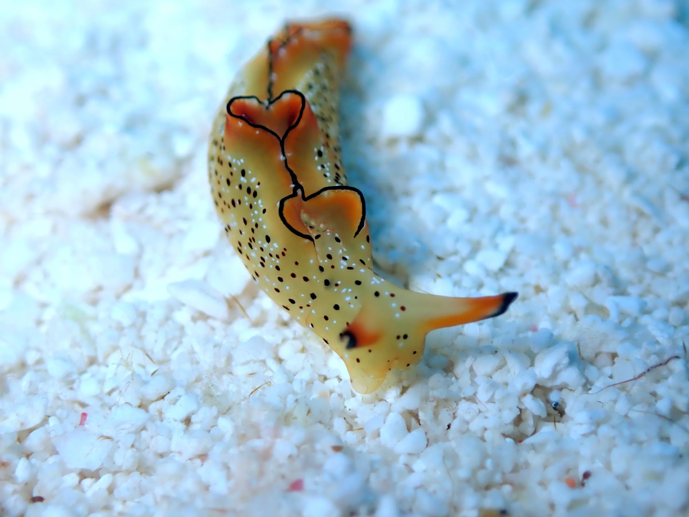 Cozumel underwater photograph, 2025