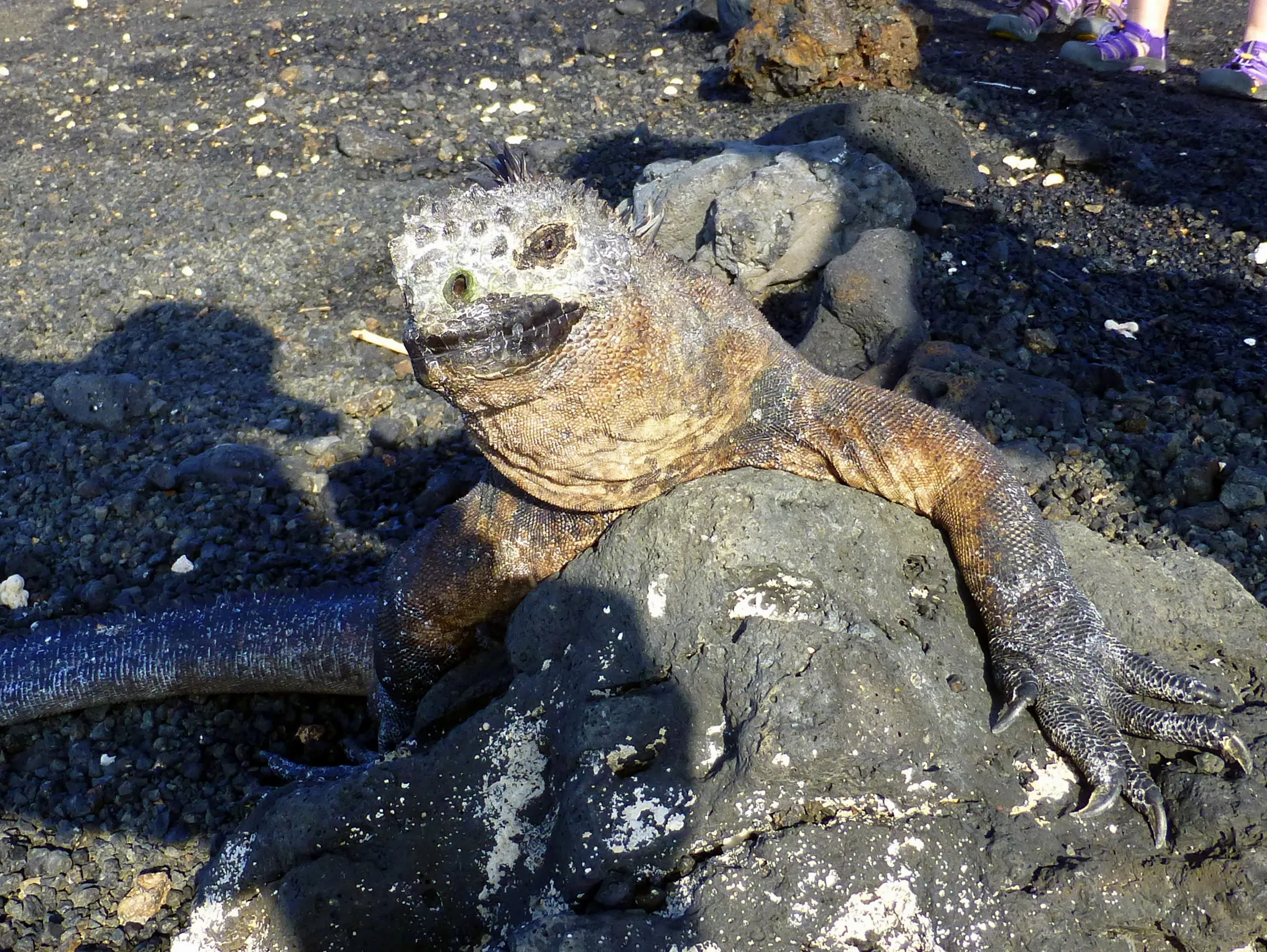 Marine Iguana.