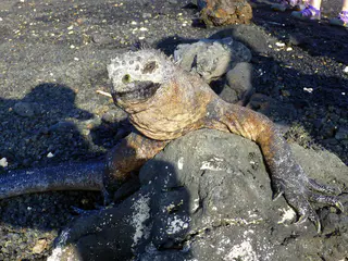 Marine Iguana.