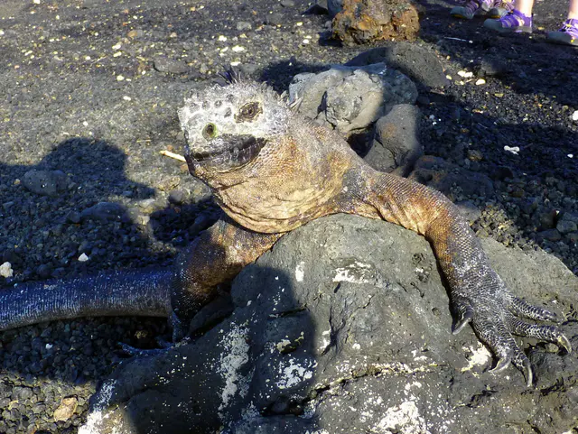Marine Iguana.