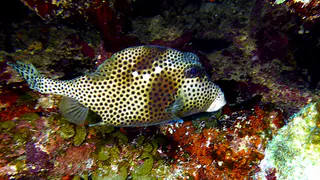 Underwater photograph by Joel Bergsma