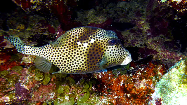Underwater photograph by Joel Bergsma