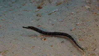 Pipefish