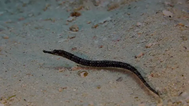Pipefish