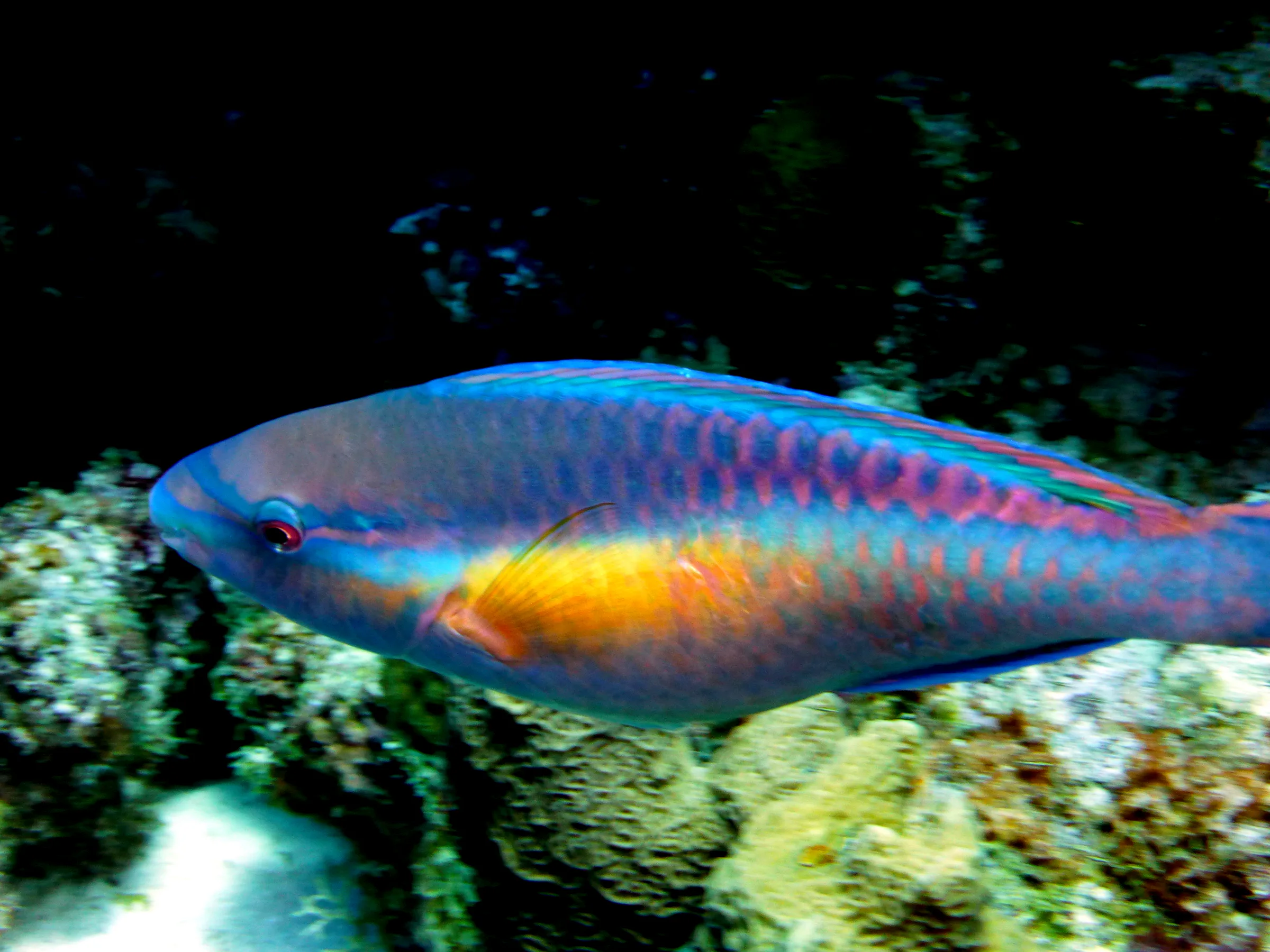 Parrotfish, Bonaire, 2013