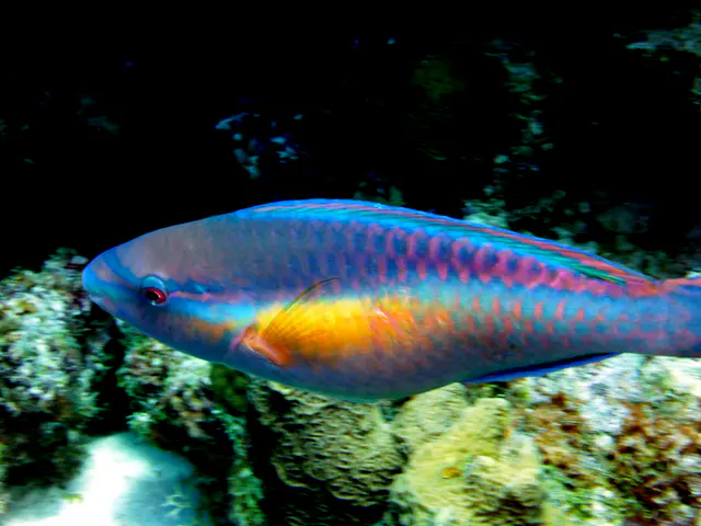 Underwater photograph by Joel Bergsma