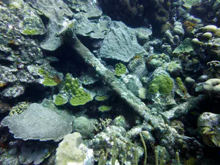Underwater photograph by Joel Bergsma