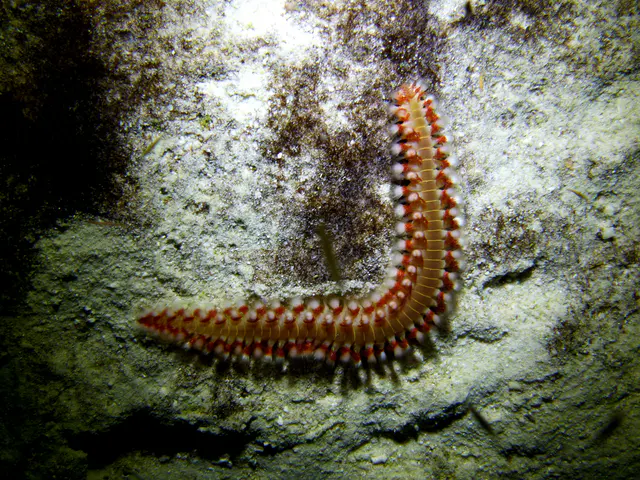Underwater photograph by Joel Bergsma