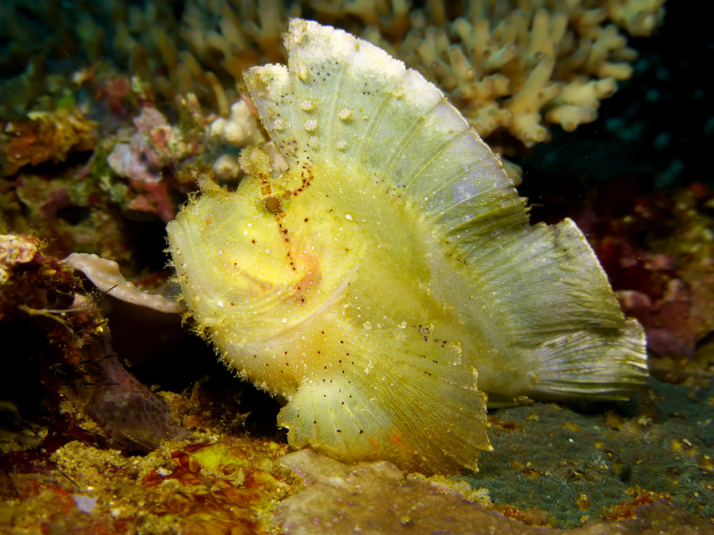 Leaf Scorpionfish - Green Variation. Gerald Allen, et al, Reef Fish Identification - Tropical Pacific (2003), page 378.