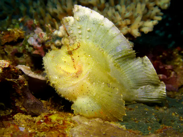 Leaf Scorpionfish - Green Variation.  Gerald Allen, et al, Reef Fish Identification - Tropical Pacific (2003), page 378.