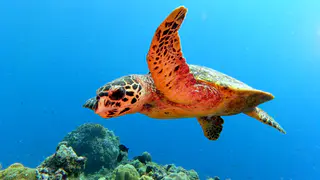 Underwater photograph by Joel Bergsma