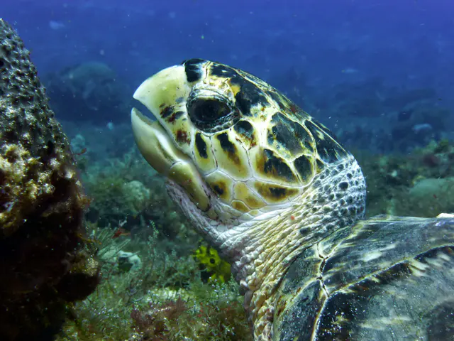 Underwater photograph by Joel Bergsma