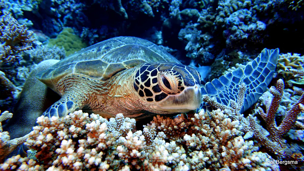 Underwater photograph by Joel Bergsma